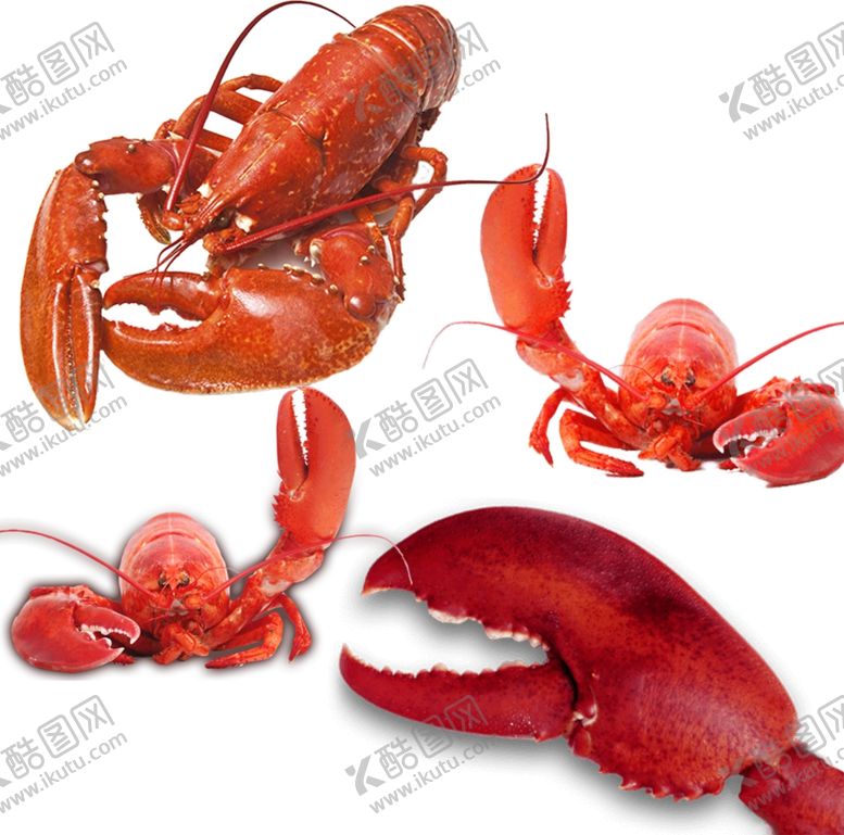编号：42308809300037436229【酷图网】源文件下载-大龙虾