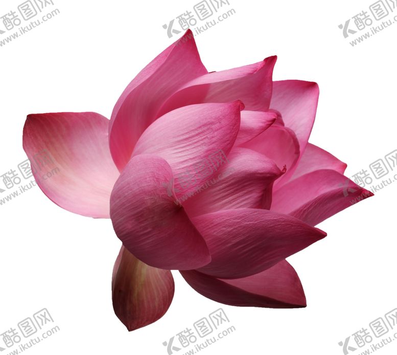 编号：82724906151340151312【酷图网】源文件下载-鲜花素材