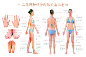 十二正经和任督两脉基本走向