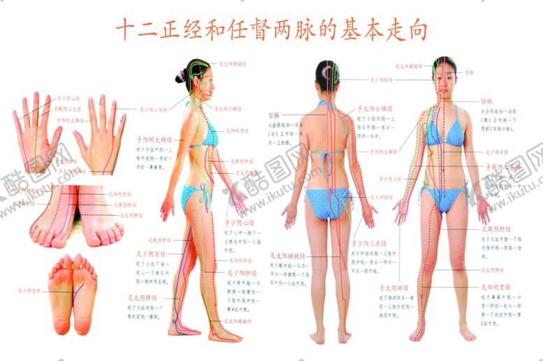 编号：25827310270109003294【酷图网】源文件下载-十二正经和任督两脉基本走向