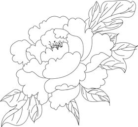 牡丹花