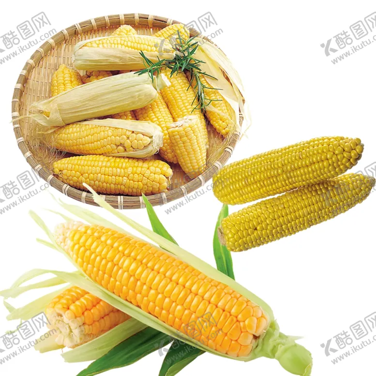 编号：42259004250209175790【酷图网】源文件下载-玉米