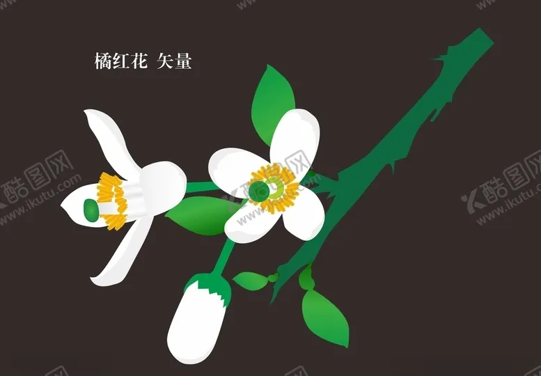 编号：35482604210335534049【酷图网】源文件下载-橘红花