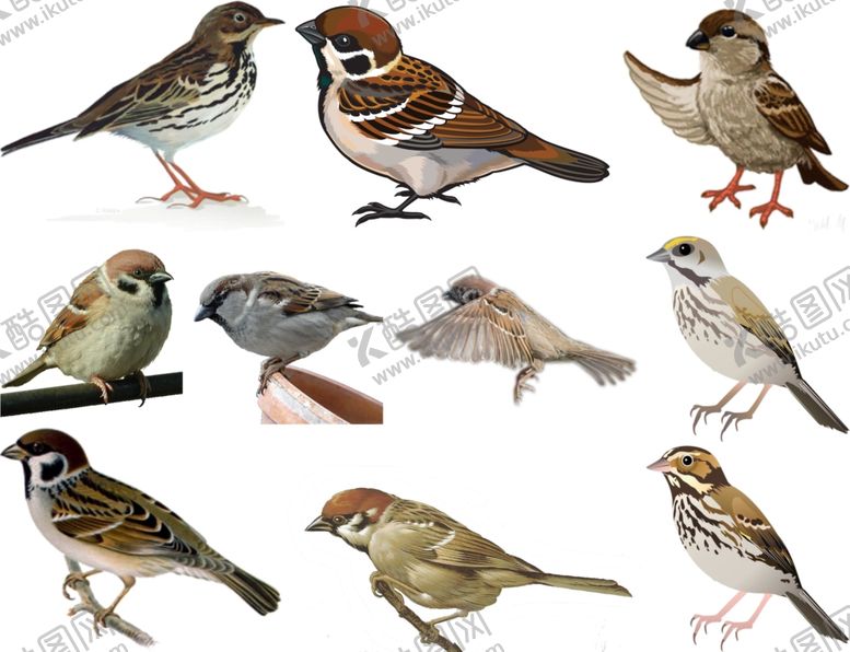 编号：54194909210911397053【酷图网】源文件下载-麻雀png免扣高清素材