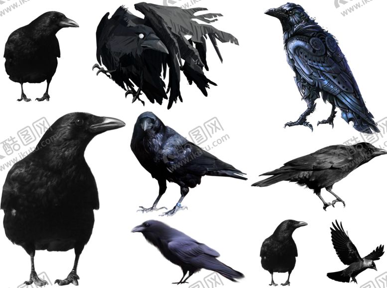 编号：13317510030854212164【酷图网】源文件下载-乌鸦png免扣高清素材