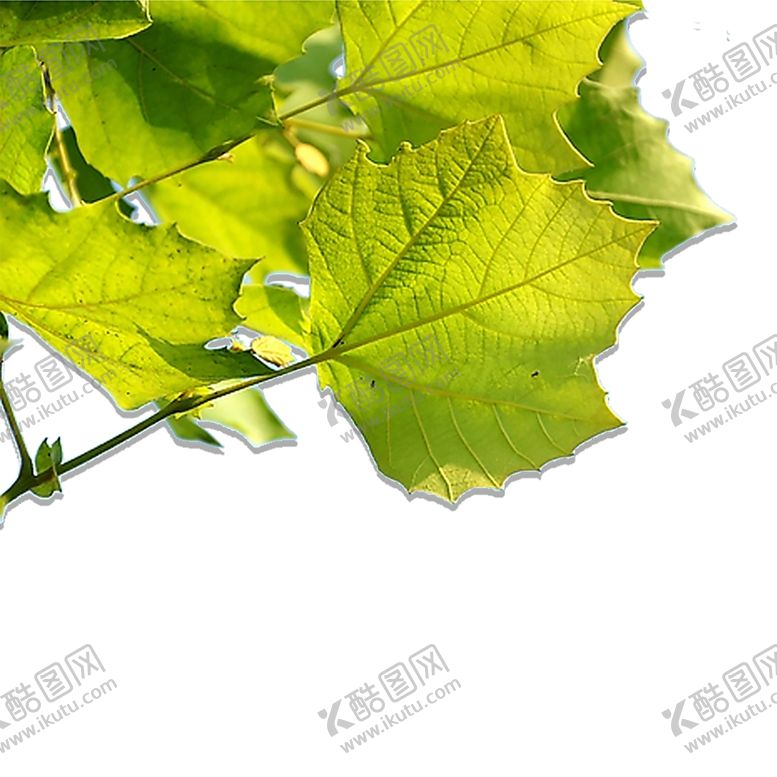 编号：62624407011509503601【酷图网】源文件下载-绿色装饰