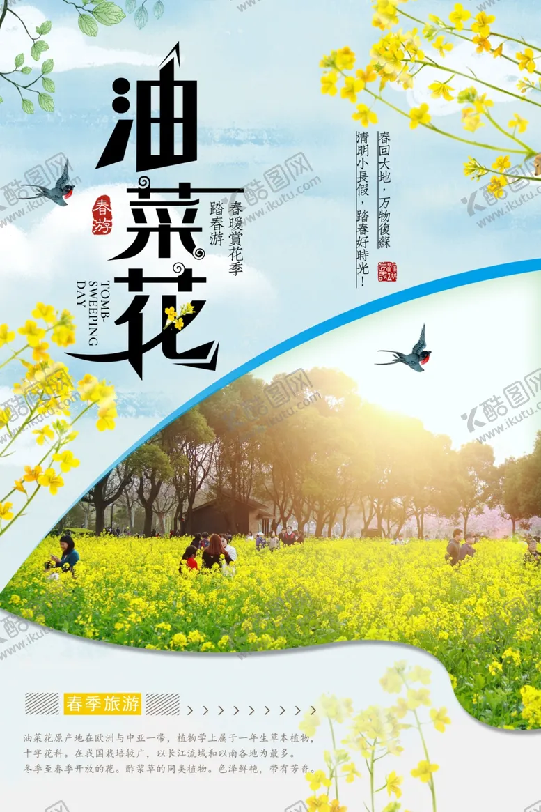 编号：85041802231443522305【酷图网】源文件下载-油菜花