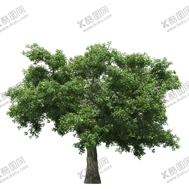 编号：73269906260436524615【酷图网】源文件下载-景观树