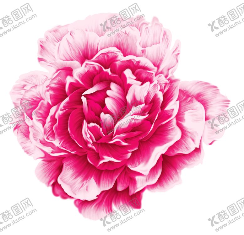 编号：65312510061213156346【酷图网】源文件下载-牡丹花