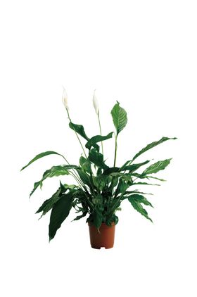 绿色植物退底图