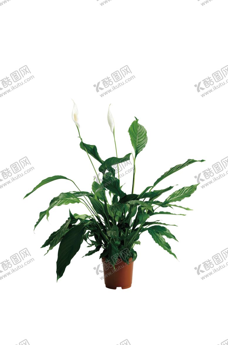 编号：18988809101223075007【酷图网】源文件下载-绿色植物退底图