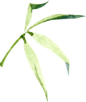 手绘水彩竹叶