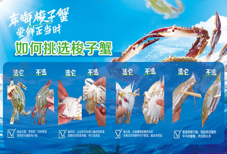 编号：97835602030818534988【酷图网】源文件下载-梭子蟹