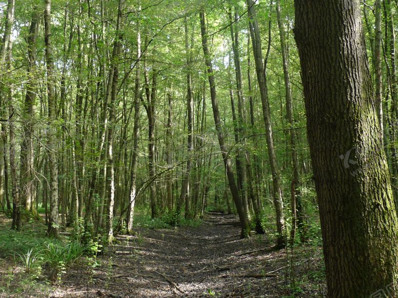 编号：45590110031046357505【酷图网】源文件下载-森林