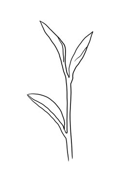 茶叶乌龙绿插画树