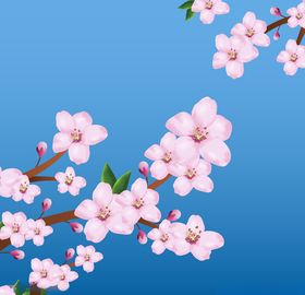 樱花