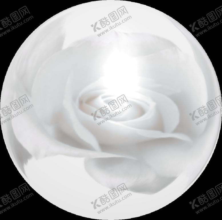 编号：71154310220945018517【酷图网】源文件下载-月季花 