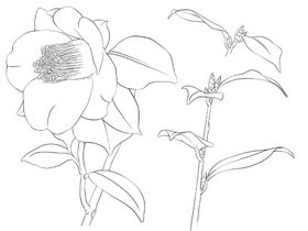 花卉素描