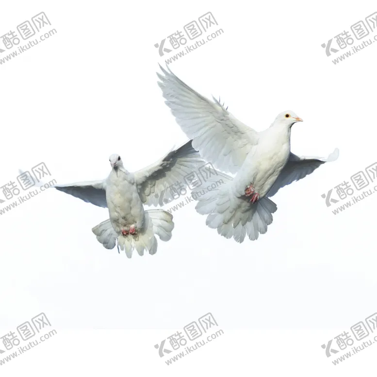 编号：34891607020809586935【酷图网】源文件下载-鸽子PNG
