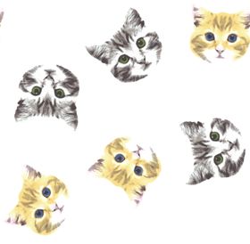 小猫