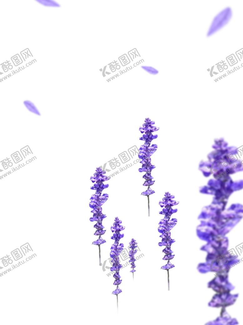 编号：39016104171220017753【酷图网】源文件下载-薰衣草