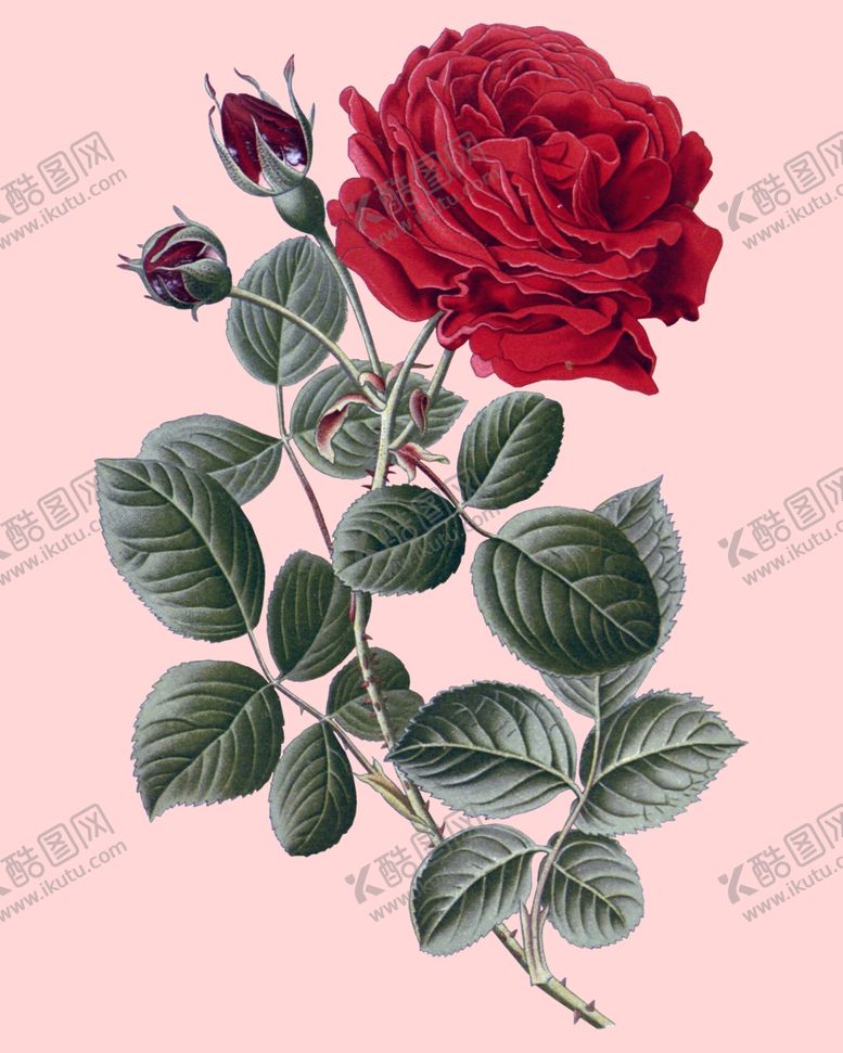 编号：75419210311324476721【酷图网】源文件下载-花卉植