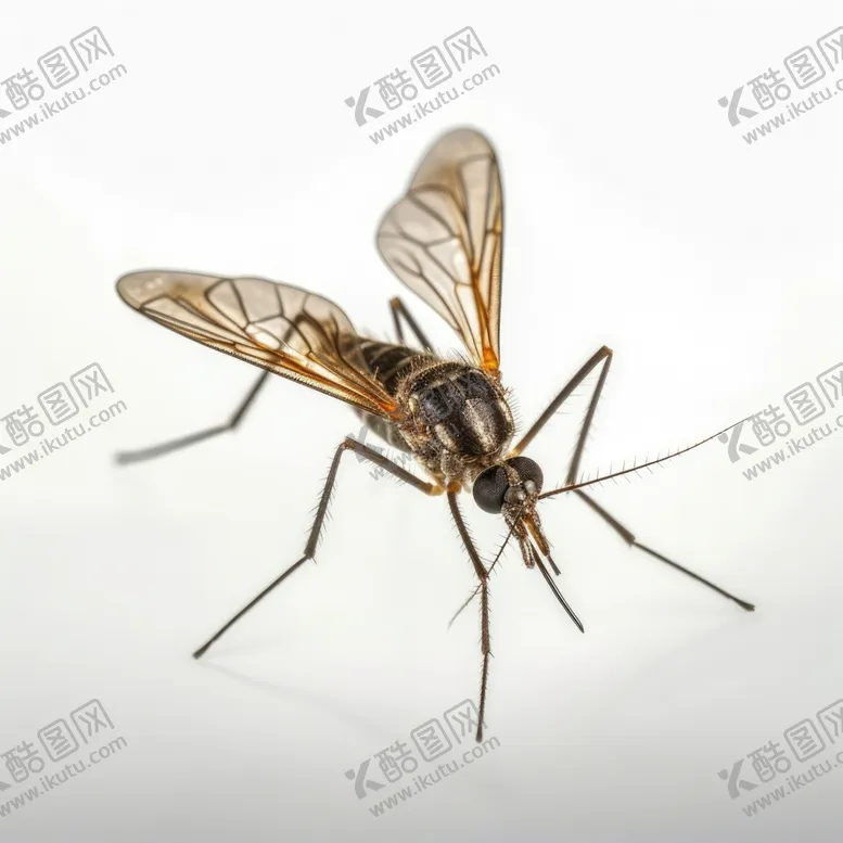 编号：51341712131700032106【酷图网】源文件下载-蚊子