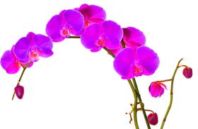 花素材