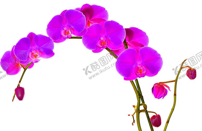 编号：36403109221159498368【酷图网】源文件下载-花素材