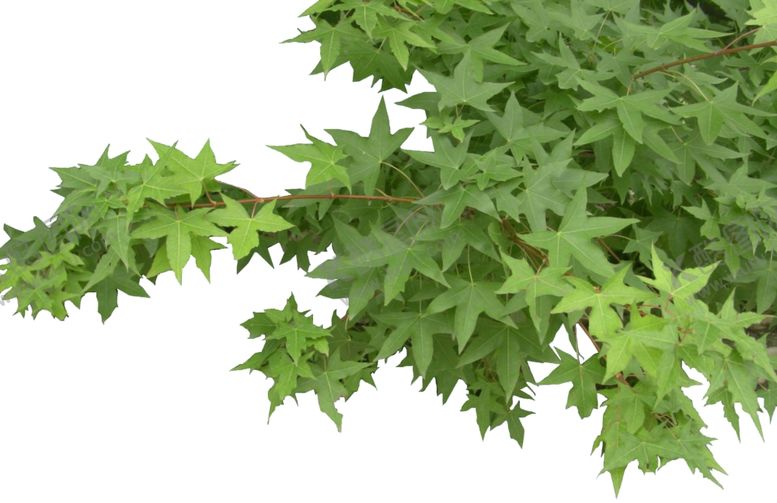 编号：82413809131814287050【酷图网】源文件下载-枫叶