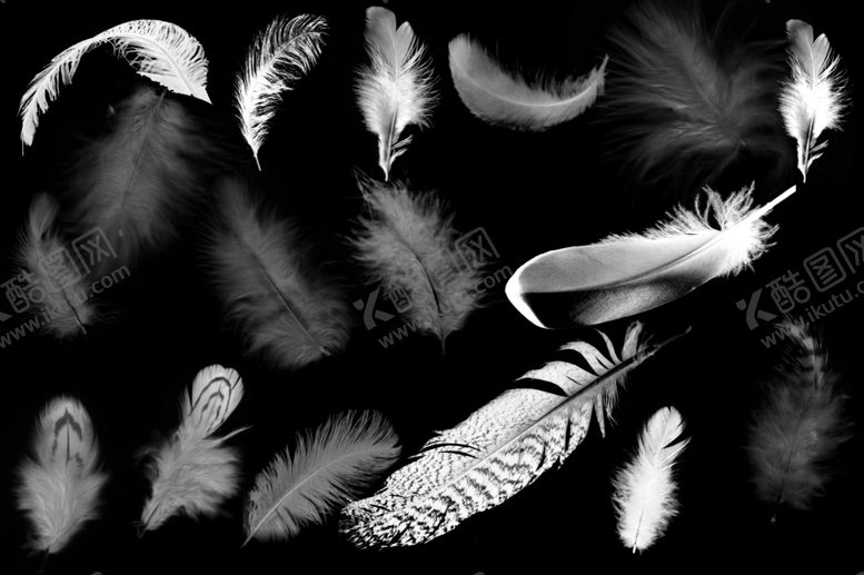 编号：45372110030408197760【酷图网】源文件下载-羽毛