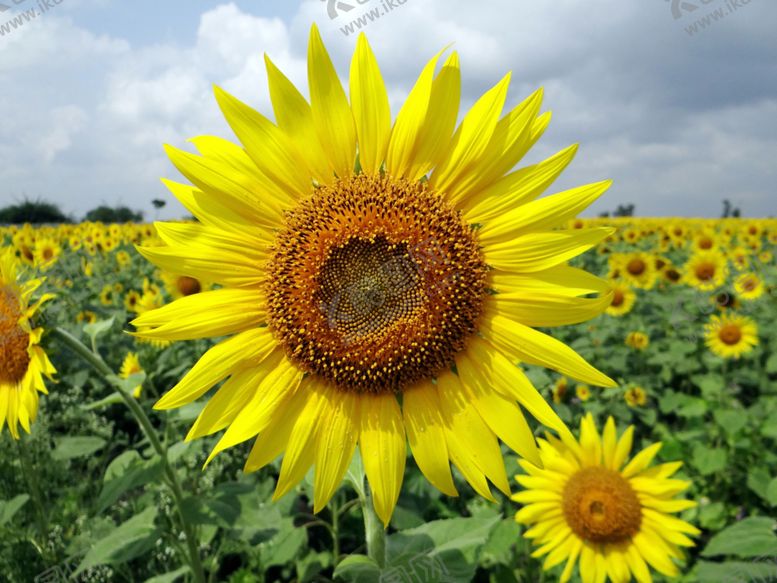 编号：67486511010432492992【酷图网】源文件下载-向日葵花海