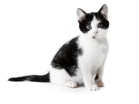 免扣狸花猫