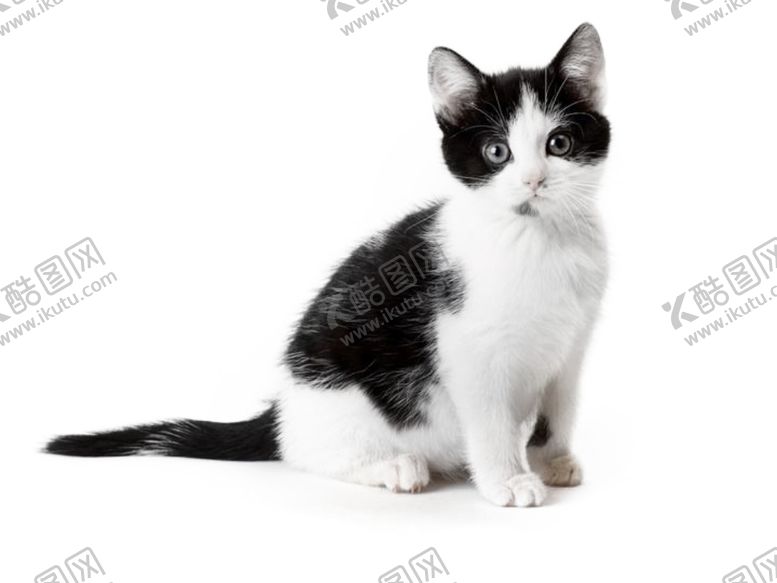 编号：39616007080637522311【酷图网】源文件下载-花猫