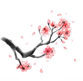 樱花