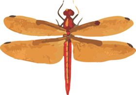 蜻蜓昆虫图片插画