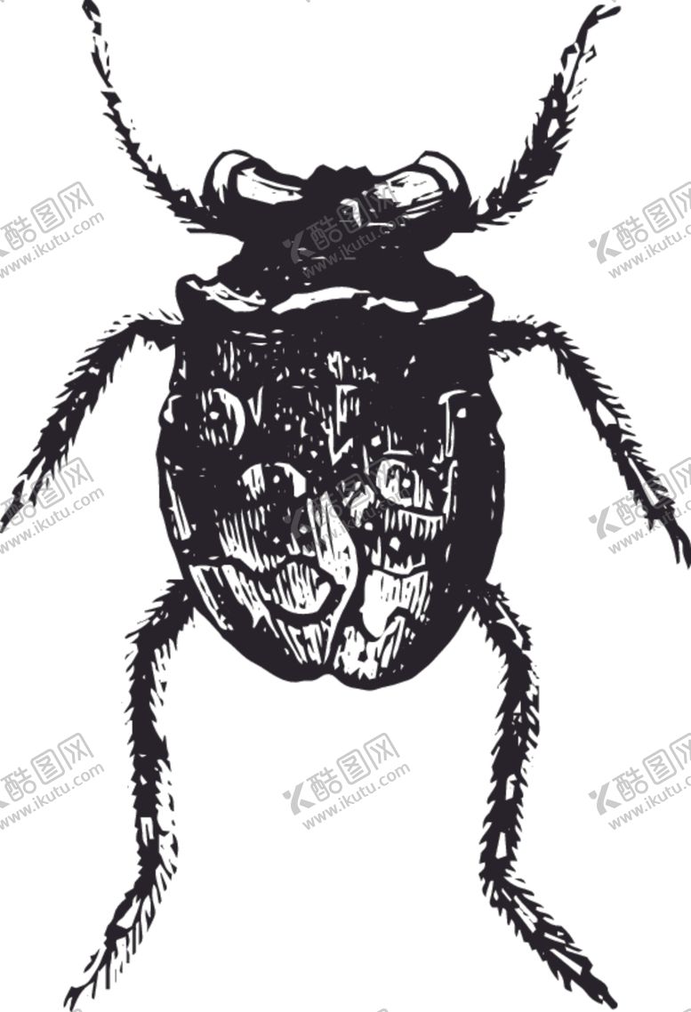 编号：31816807141643568106【酷图网】源文件下载-自然昆虫标本插画
