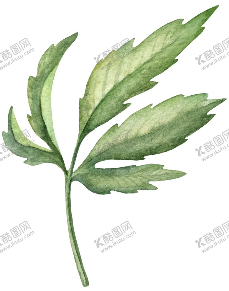 编号：21463106242221164548【酷图网】源文件下载-手绘植物