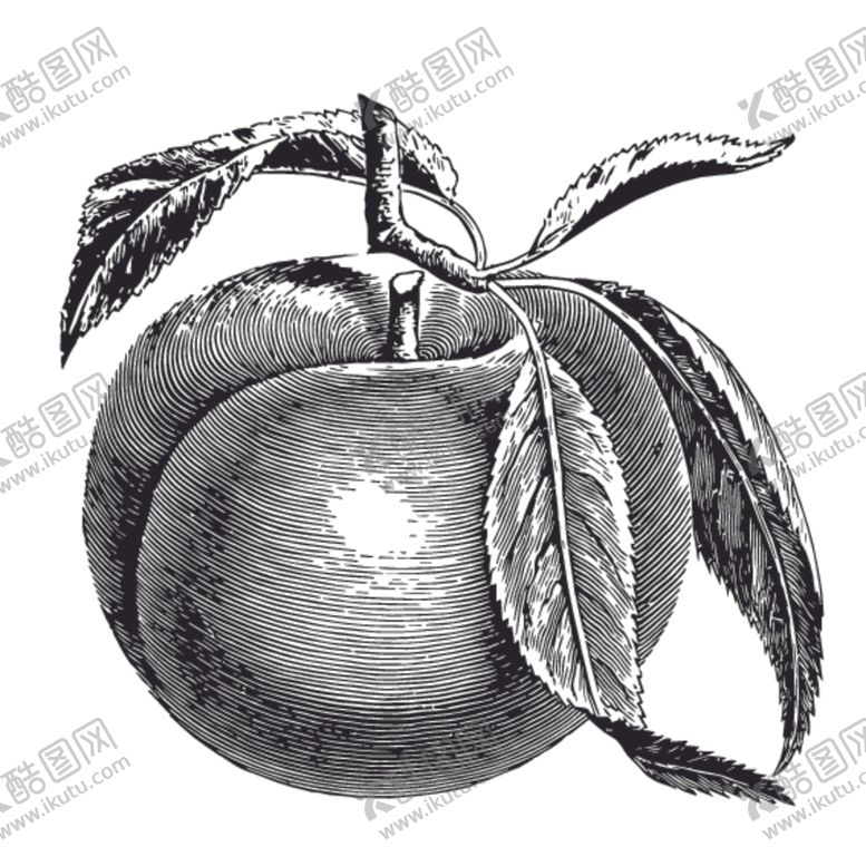编号：31630710131851455825【酷图网】源文件下载-水果绘画线稿图案