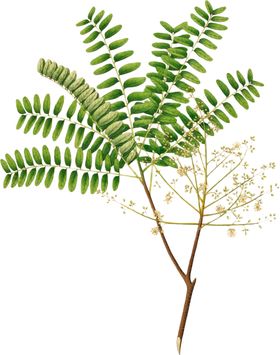 手绘花草植物素材图片