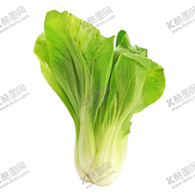 编号：81877812261353577328【酷图网】源文件下载-青菜小白菜