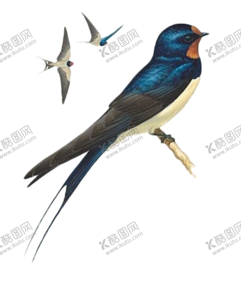 编号：50092509150936276824【酷图网】源文件下载-燕子素材