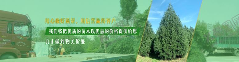 编号：40256010251250511670【酷图网】源文件下载-淡绿色网站banner