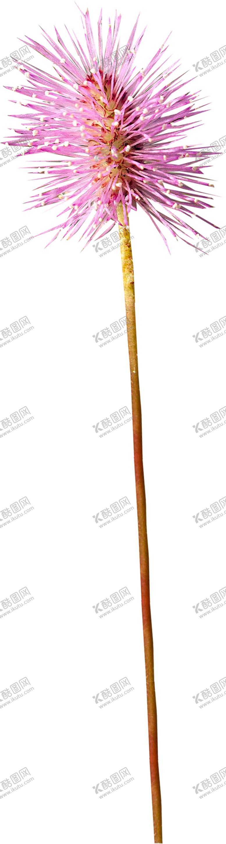 编号：80143807122212073072【酷图网】源文件下载-鲜花素材