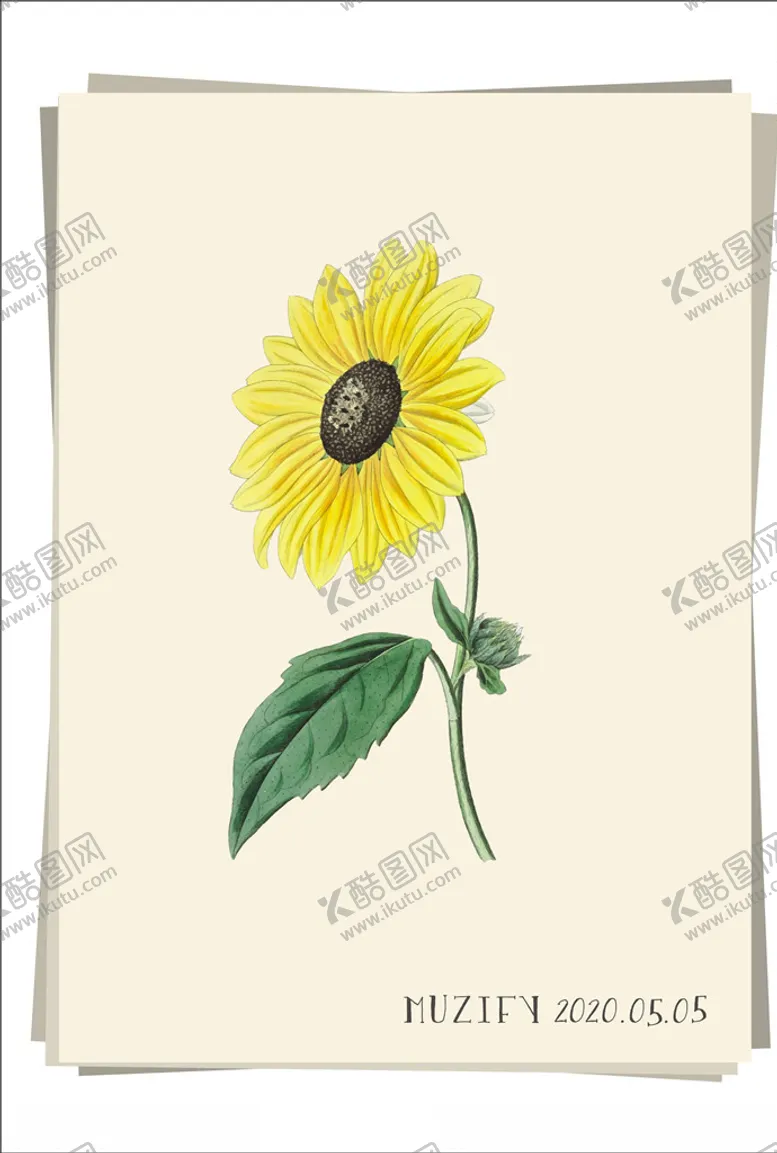 编号：60905807020100599432【酷图网】源文件下载-加州向日葵植物图鉴