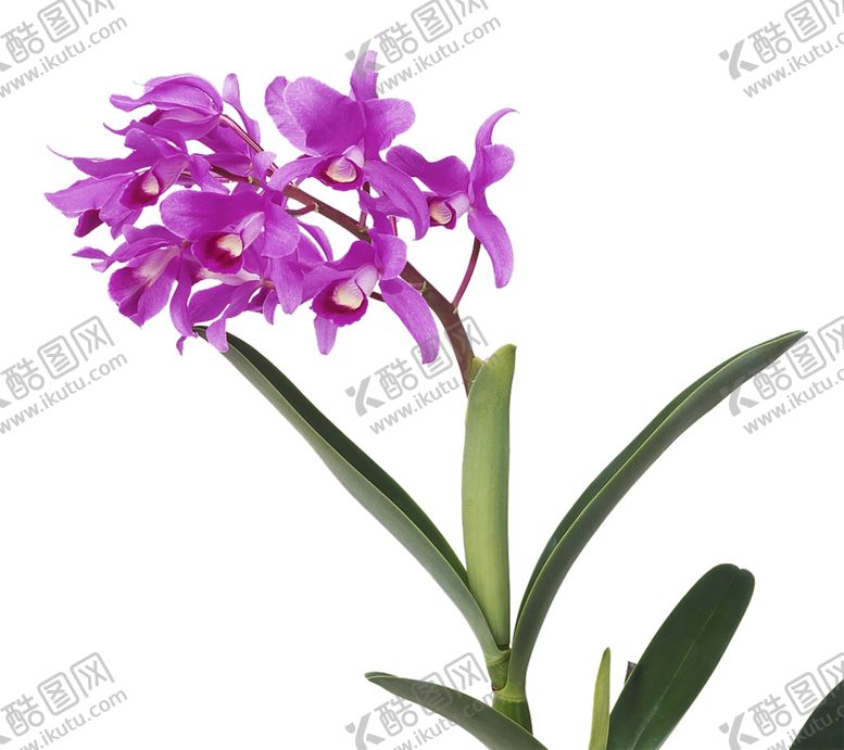 编号：53435609250944137565【酷图网】源文件下载-鲜花素材