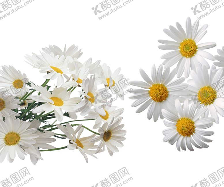 编号：05497109112236536723【酷图网】源文件下载-洋甘菊