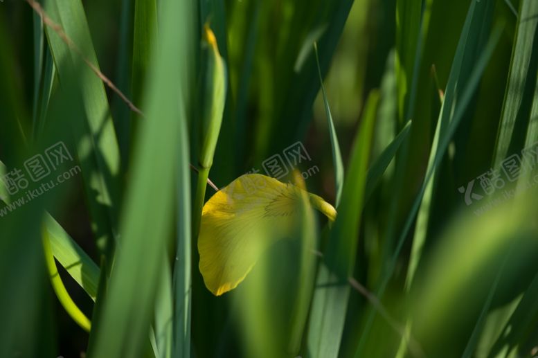 编号：96910110290644141088【酷图网】源文件下载-影楼模板