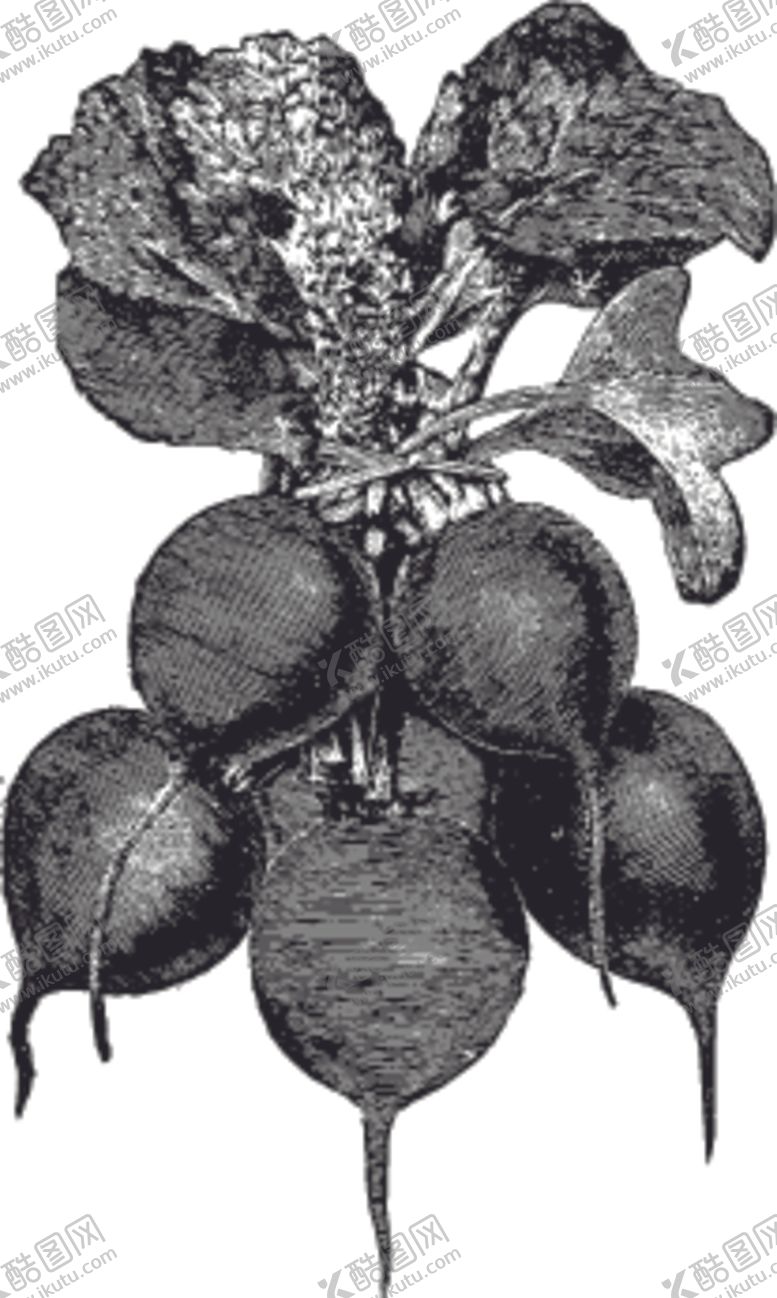 编号：52064610100611544351【酷图网】源文件下载-素描手绘蔬菜