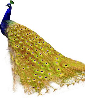 孔雀